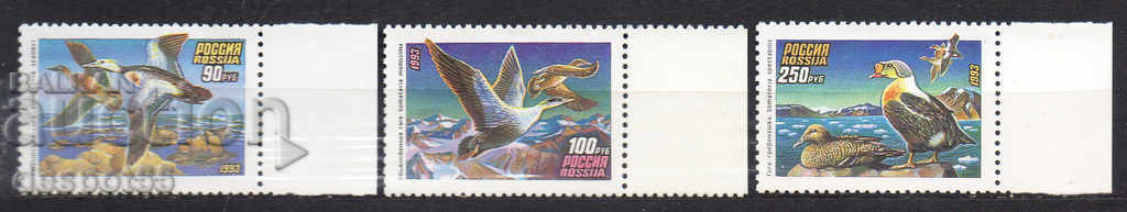 1993. Russia. Geese.