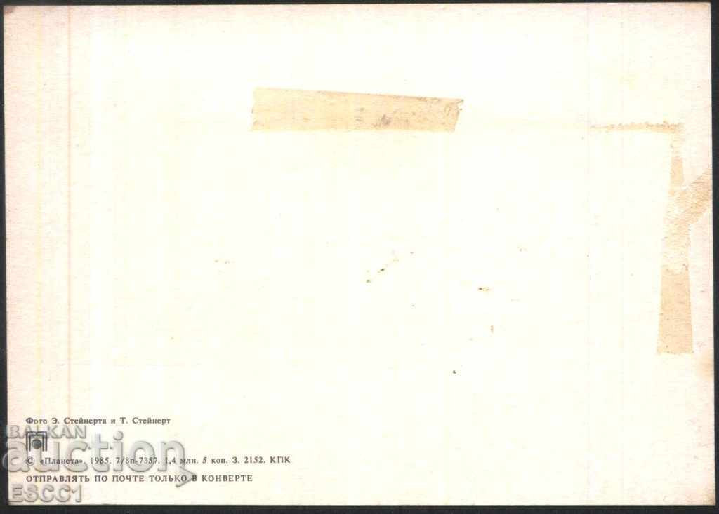 Greeting Flowers Greeting Card 1985 from the USSR with price 1.20 BGN | € 0.61