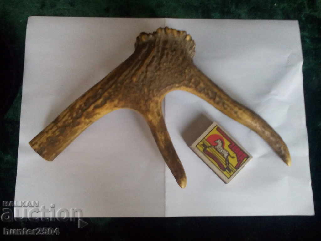 Deer antler for knife handles or button making, souvenirs