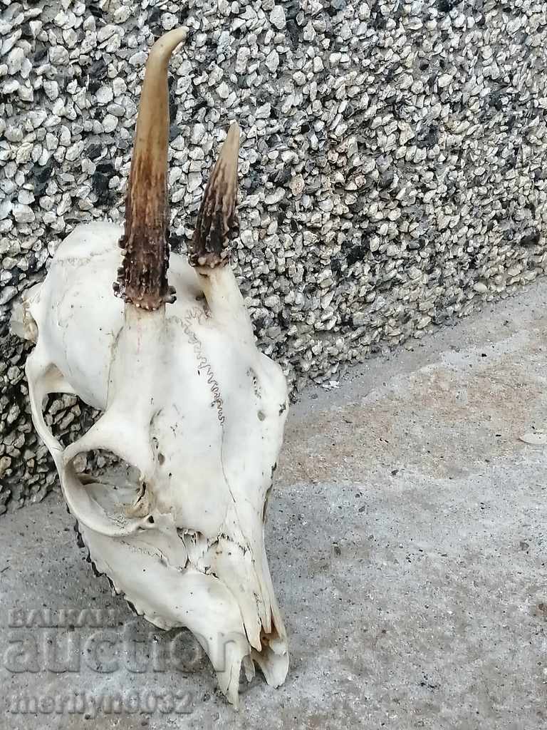 Hunting trophy skull with horned deer with price 49.00 BGN | € 25.05