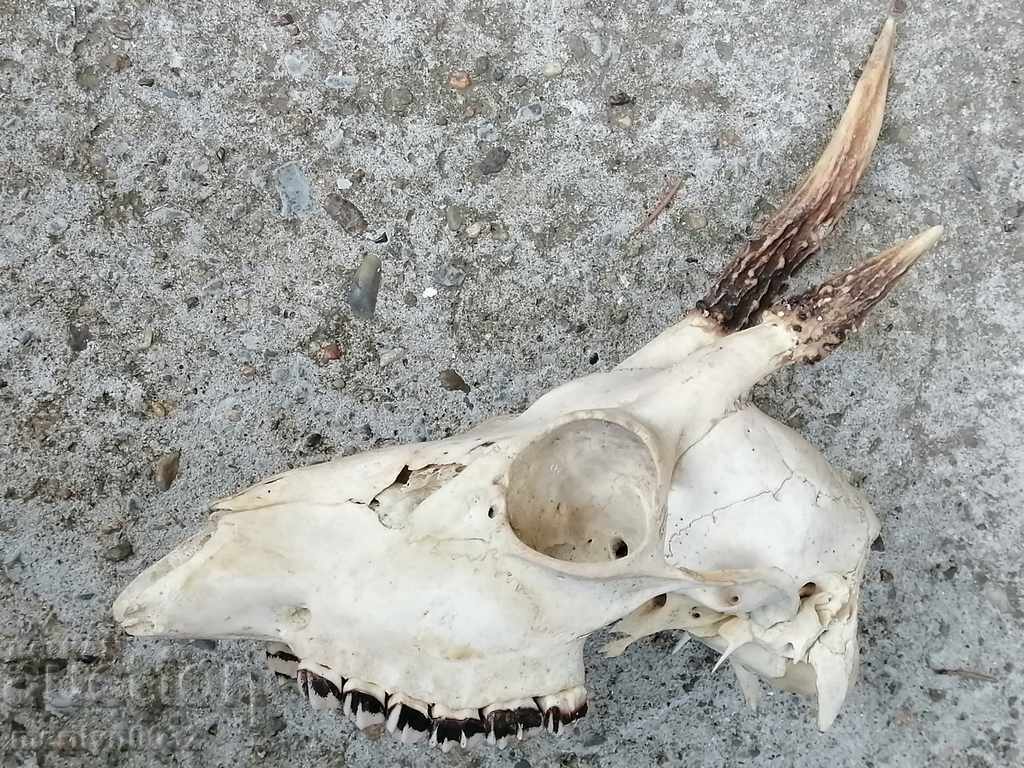 Auction  Hunting trophy skull with horned deer