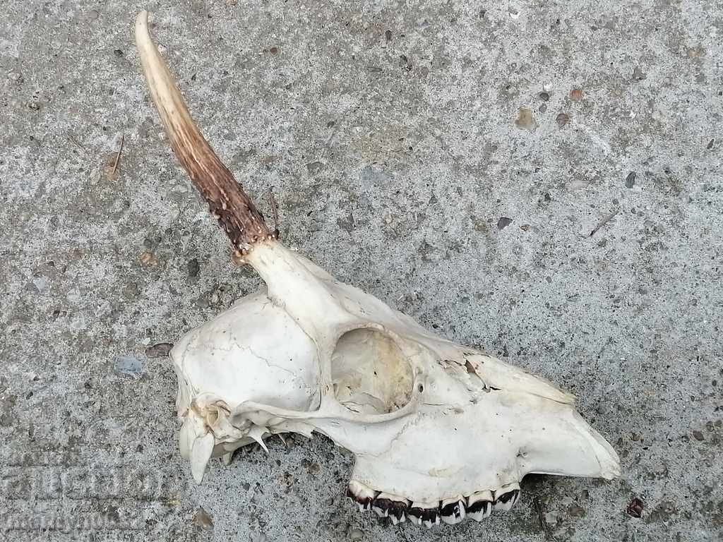Delivery of Hunting trophy skull with horned deer