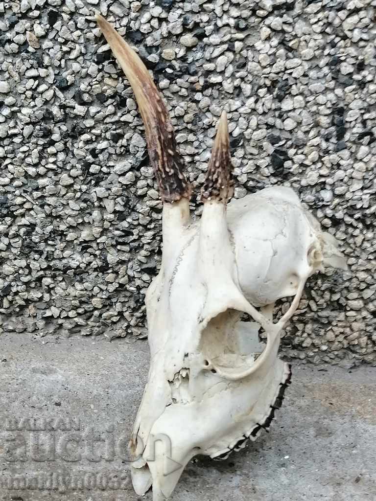 Hunting trophy skull with horned deer - 5