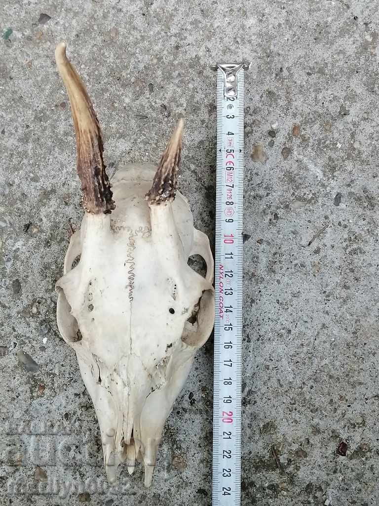 Hunting trophy skull with horned deer - 6