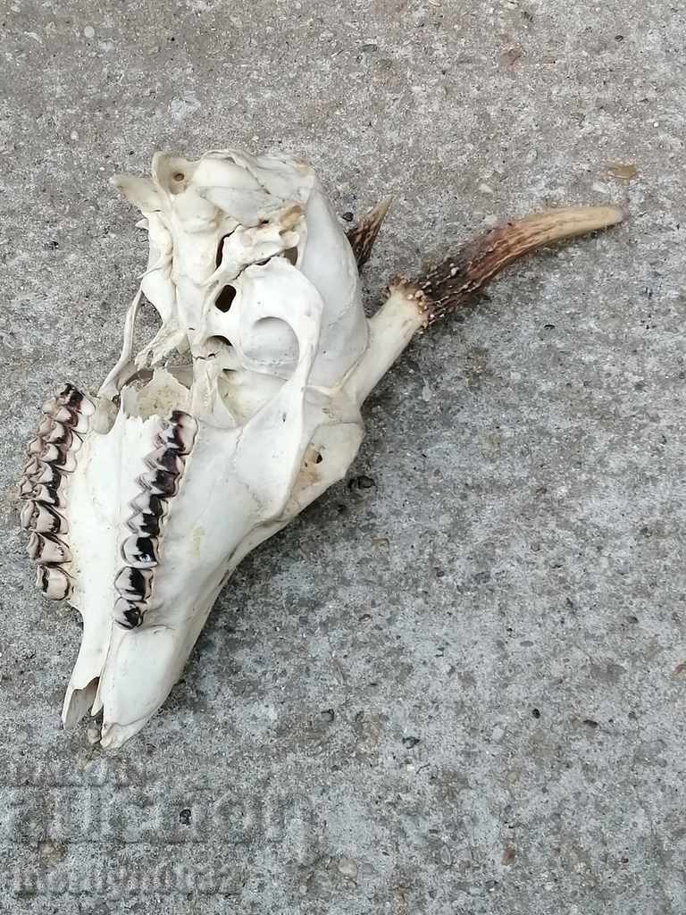 Hunting trophy skull with horned deer - 7