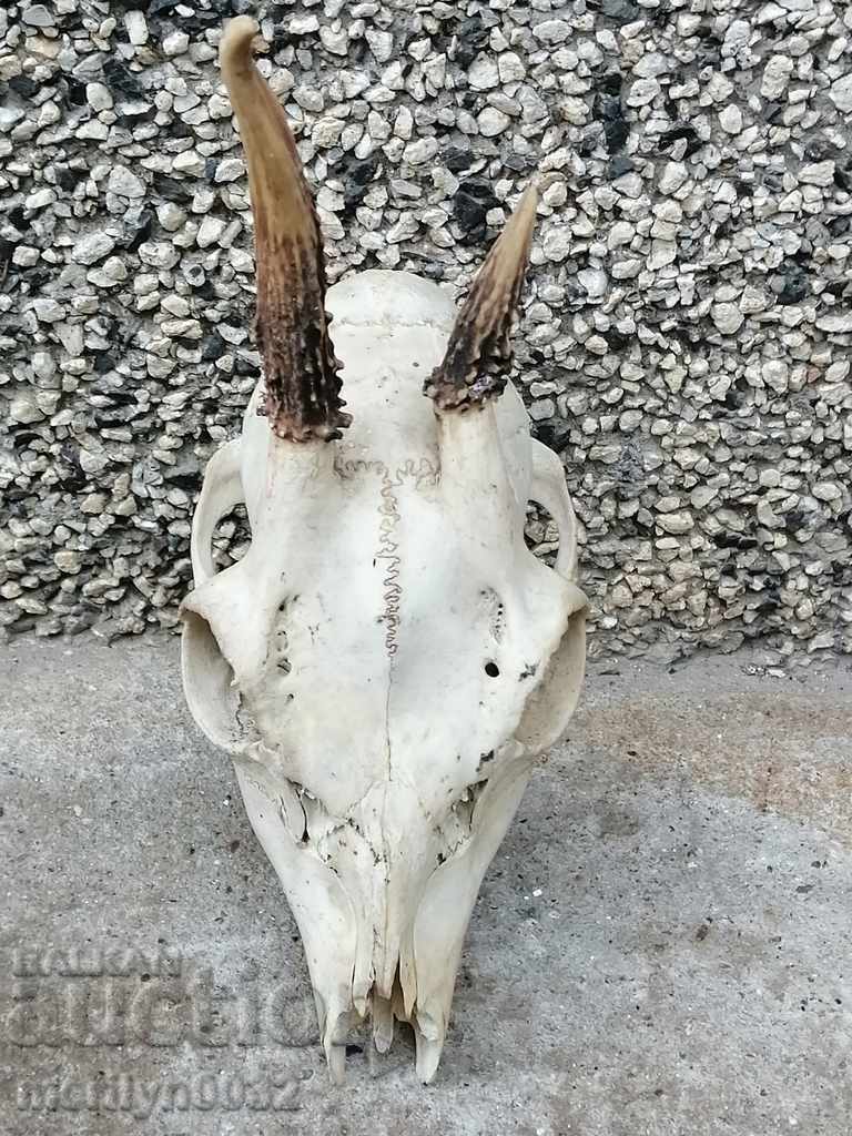 Hunting trophy skull with horned deer