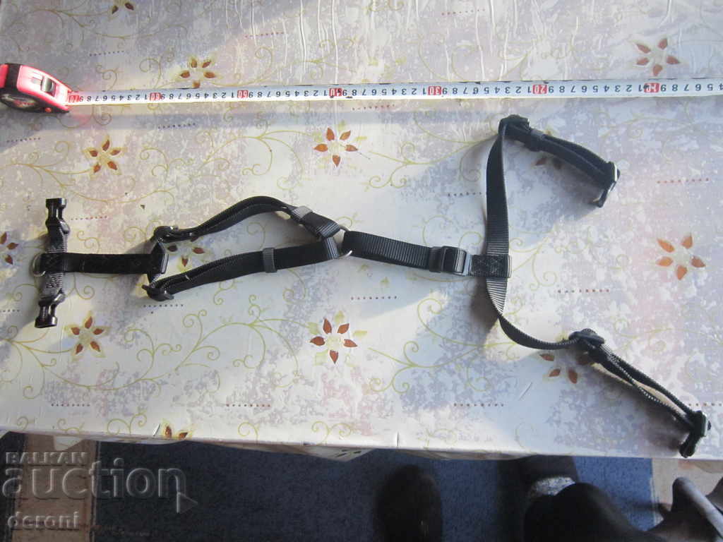 Delivery of The collar strap is the occasion for the Wolters dog Delivery of The collar strap is the occasion for the Wolters dog