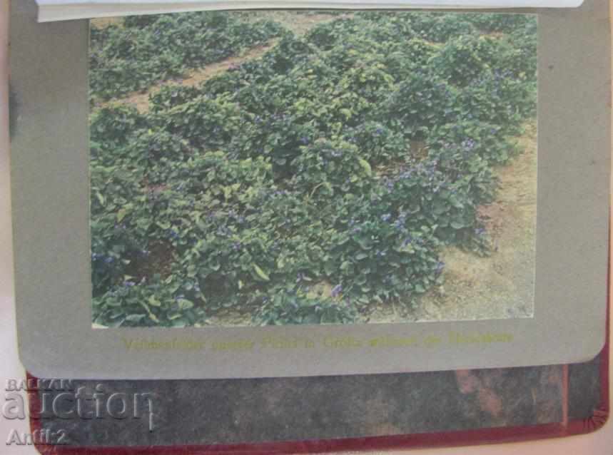 1925. Director PARFUMEUR TASCHENBUCH Germania - 7 1925. Director PARFUMEUR TASCHENBUCH Germania - 7