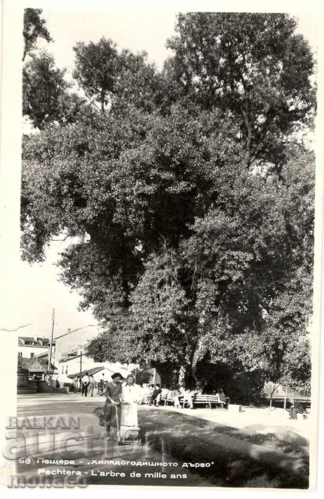 Παλιά καρτ ποστάλ - Σπήλαιο, Χιλιετή Δέντρο