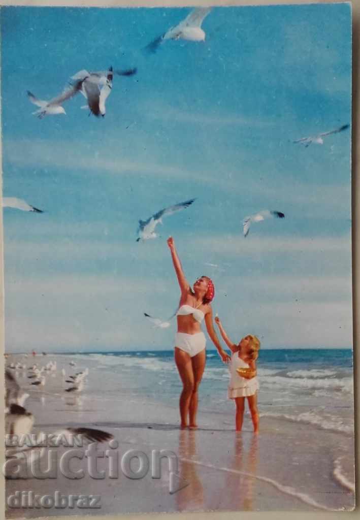 Sea sun summer mother child glaciers - early 60's