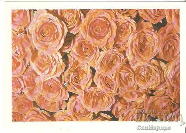 Card Bulgaria Roses *