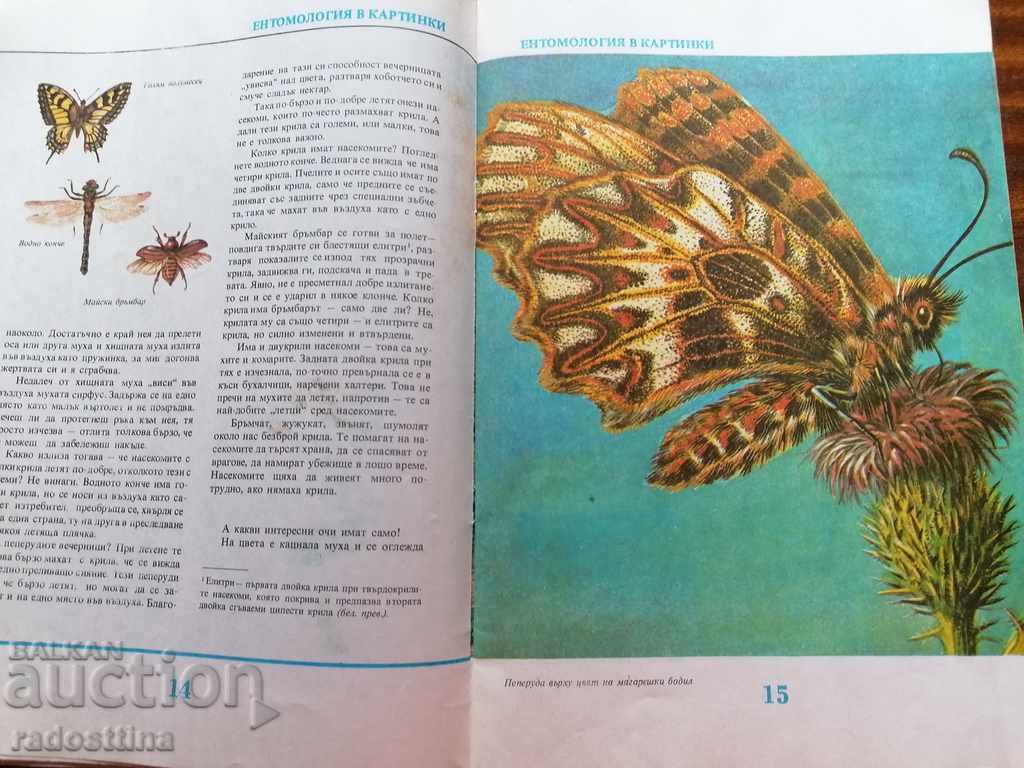 Entomology children's book in pictures by V. Tanasiychuk - 5