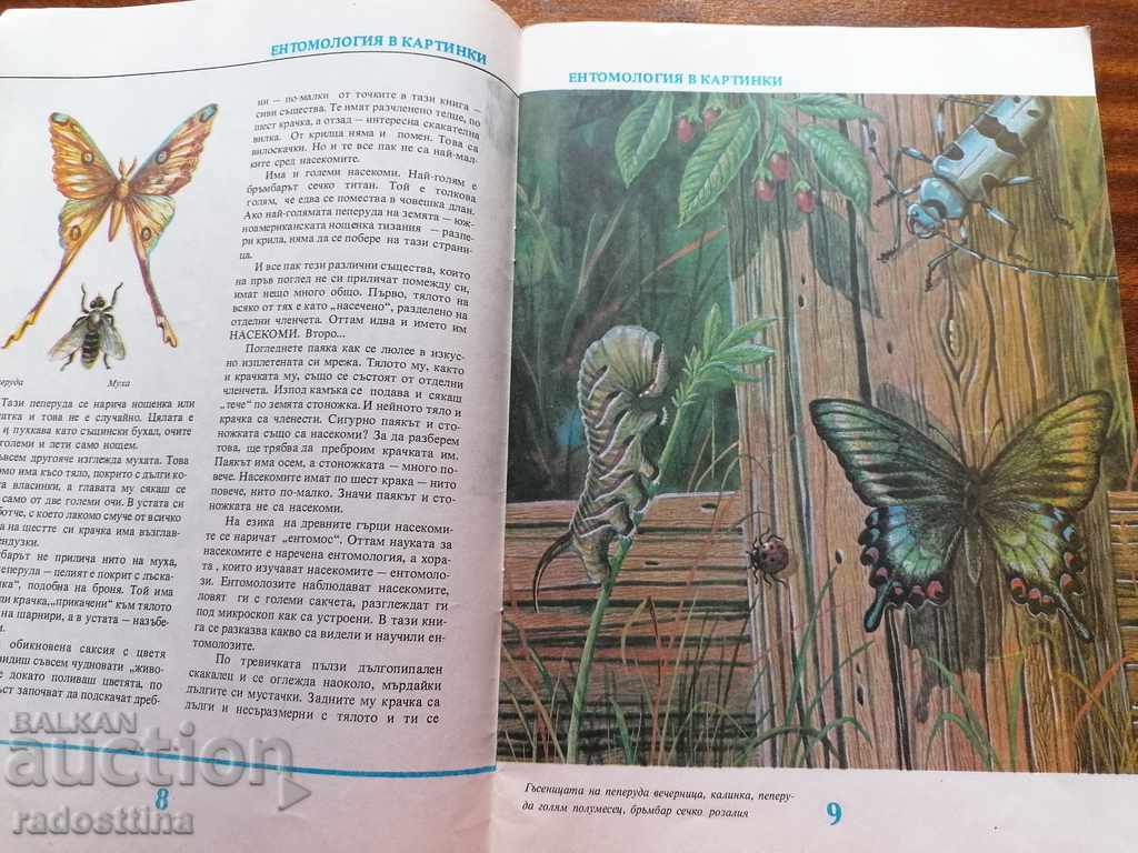 Entomology children's book in pictures by V. Tanasiychuk - 6