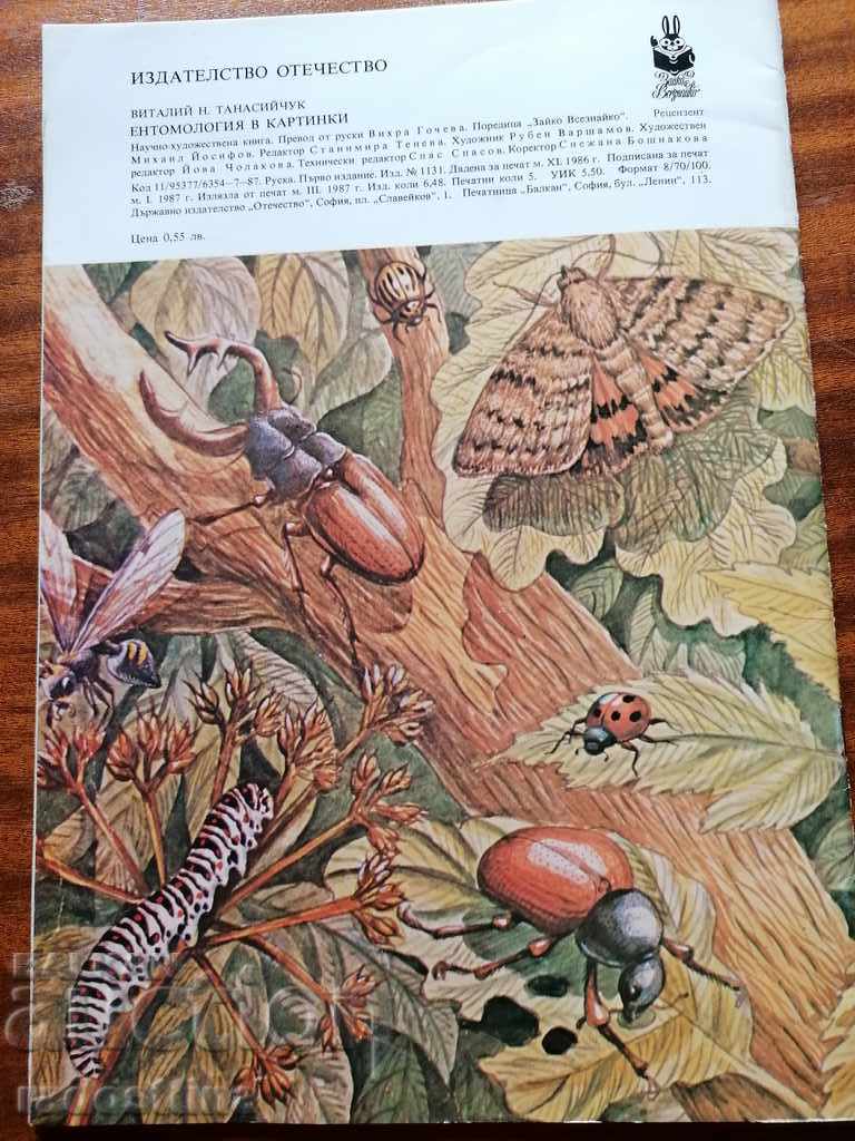 Entomology children's book in pictures by V. Tanasiychuk - 7