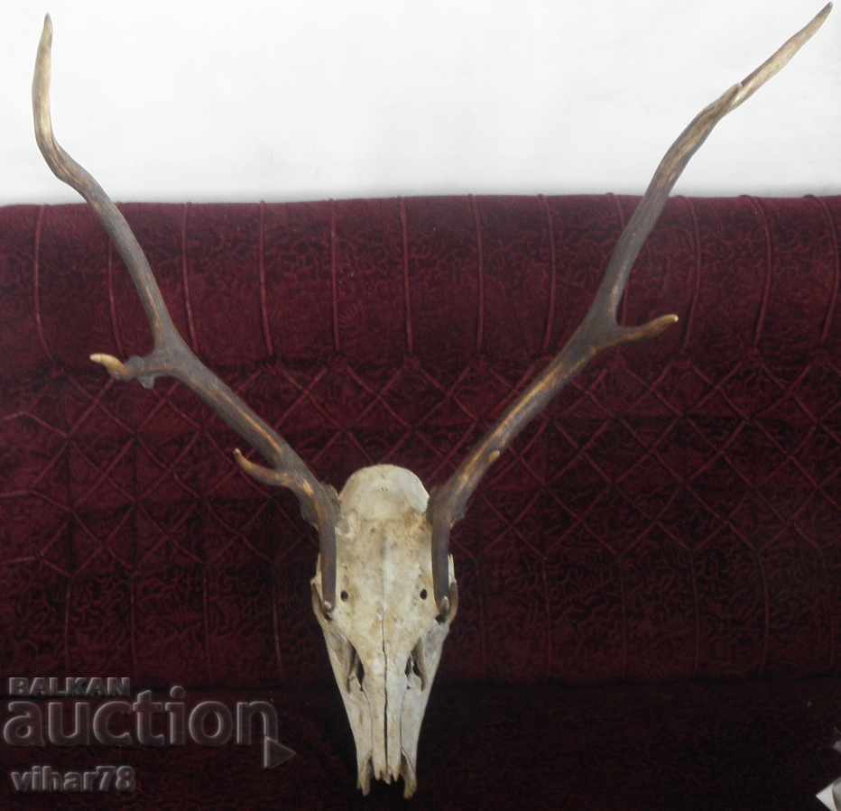 Deer horn trophy with price 349.99 BGN | € 178.95 Deer horn trophy with price 349.99 BGN | € 178.95