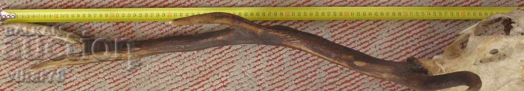 Delivery of Deer horn trophy Delivery of Deer horn trophy