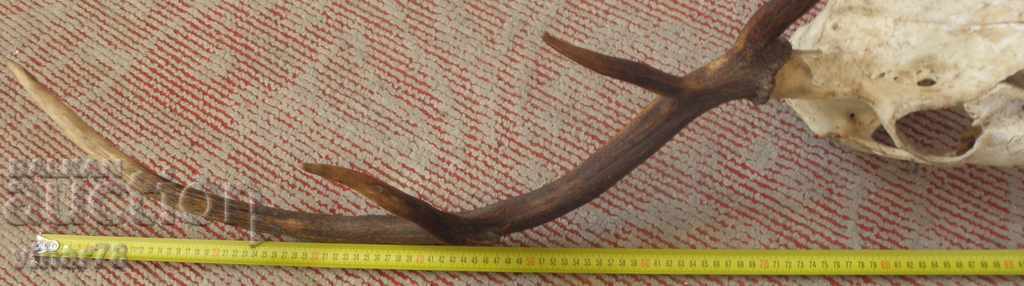 Deer horn trophy - 5 Deer horn trophy - 5