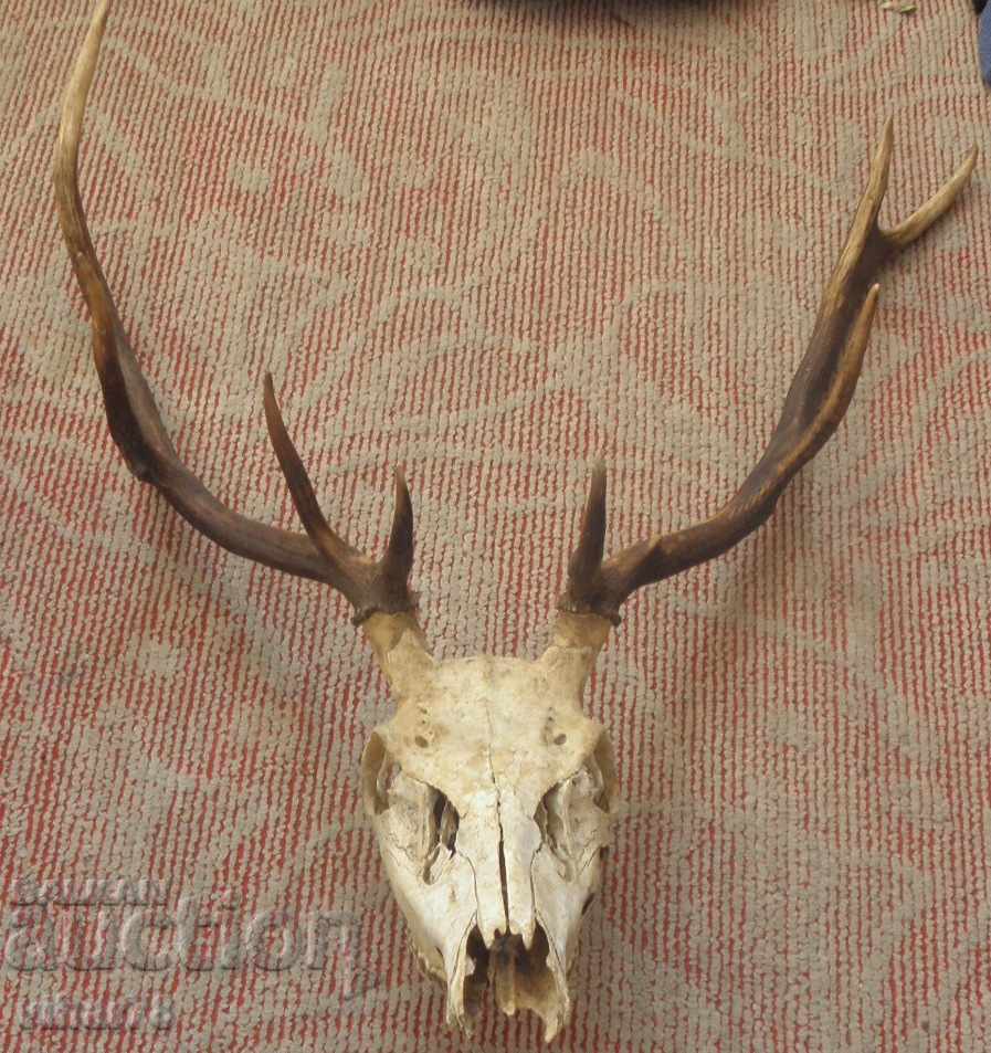 Deer horn trophy