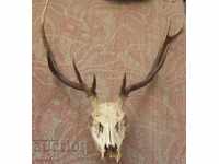 Deer horn trophy