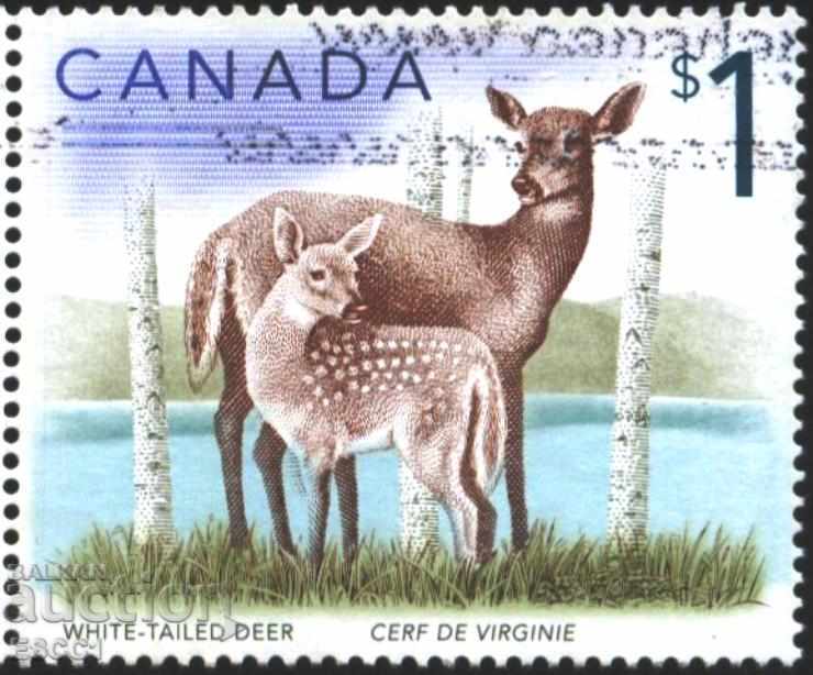 Fauna de brand a Belopashat Ellen 2005 din Canada