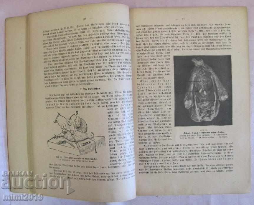 Auction The 30 Chicken Breeding Book by Das Kapaunisieren Auction The 30 Chicken Breeding Book by Das Kapaunisieren