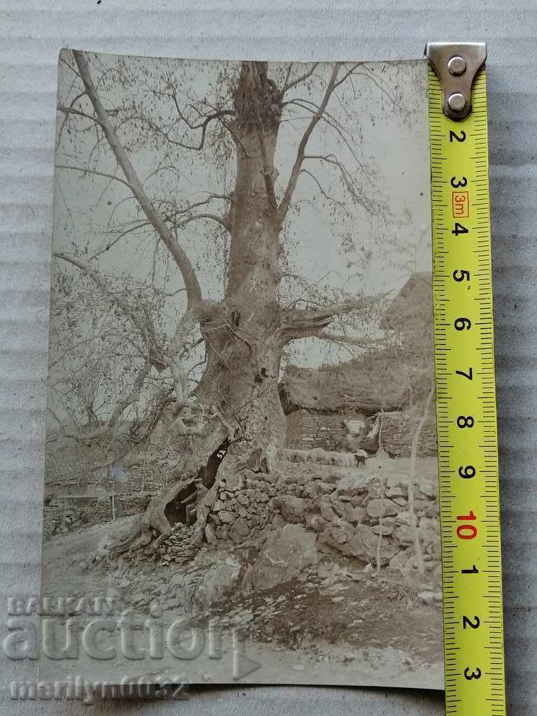 Auction Military Photo Photography Portrait WW1 WWI Auction Military Photo Photography Portrait WW1 WWI