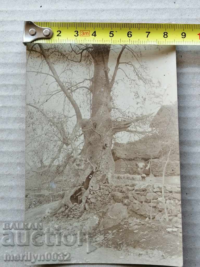 Delivery of Military Photo Photography Portrait WW1 WWI Delivery of Military Photo Photography Portrait WW1 WWI