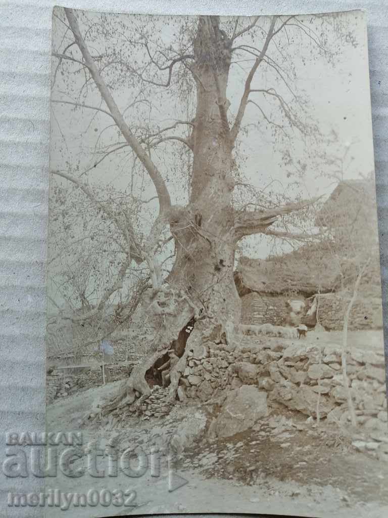 Military Photo Photography Portrait WW1 WWI - 5 Military Photo Photography Portrait WW1 WWI - 5