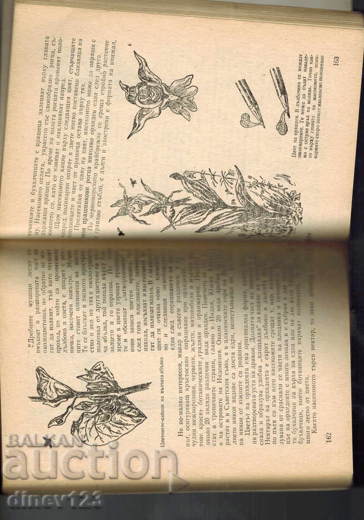 Auction TRAVELING IN THE NECTAR COUNTRY - I. VASILKOV Auction TRAVELING IN THE NECTAR COUNTRY - I. VASILKOV