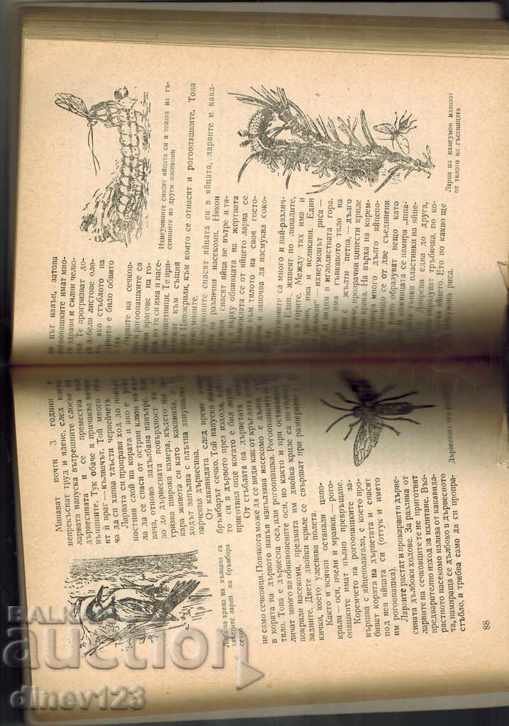 TRAVELING IN THE NECTAR COUNTRY - I. VASILKOV - 5 TRAVELING IN THE NECTAR COUNTRY - I. VASILKOV - 5