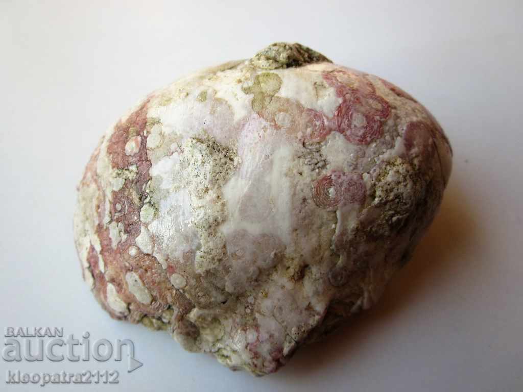 ГОЛЯМ ФОСИЛ - МНОГО РЯДЪК И КРАСИВ. с цена 15.00 лв. | € 7.67 ГОЛЯМ ФОСИЛ - МНОГО РЯДЪК И КРАСИВ. с цена 15.00 лв. | € 7.67