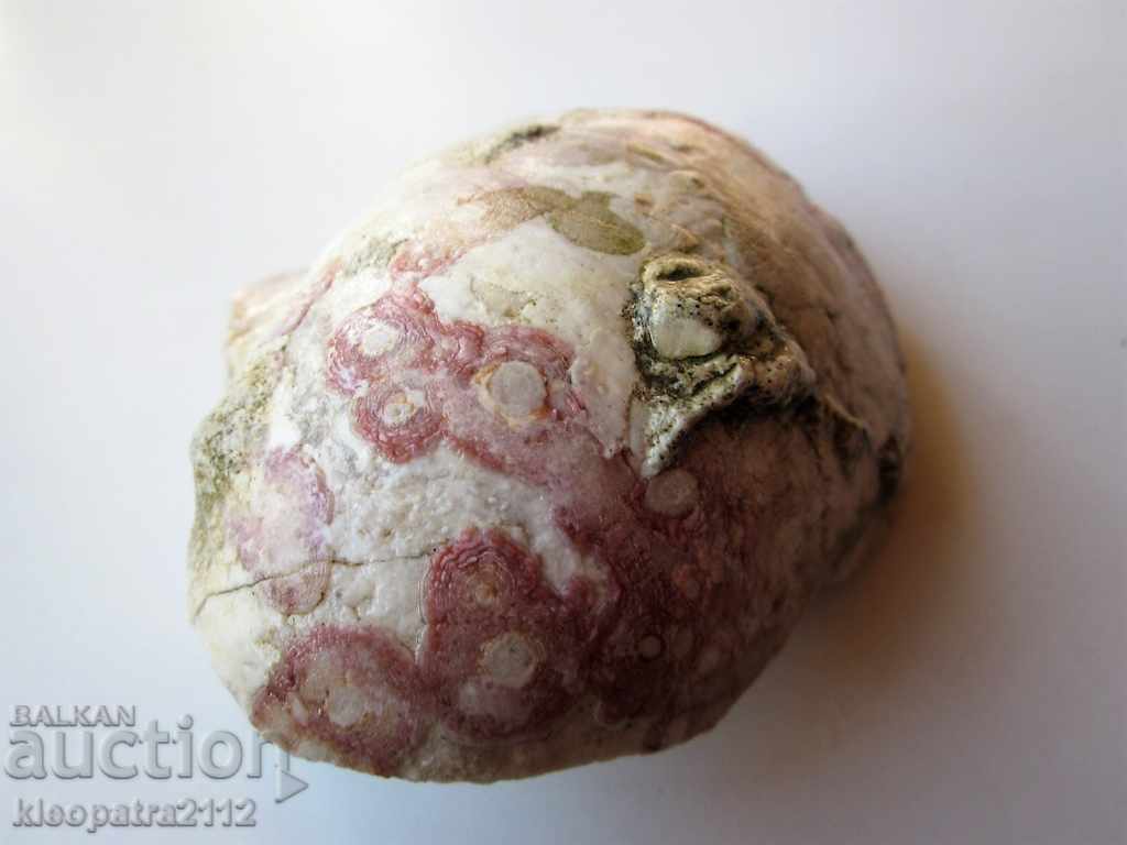 Аукцион ГОЛЯМ ФОСИЛ - МНОГО РЯДЪК И КРАСИВ. Аукцион ГОЛЯМ ФОСИЛ - МНОГО РЯДЪК И КРАСИВ.