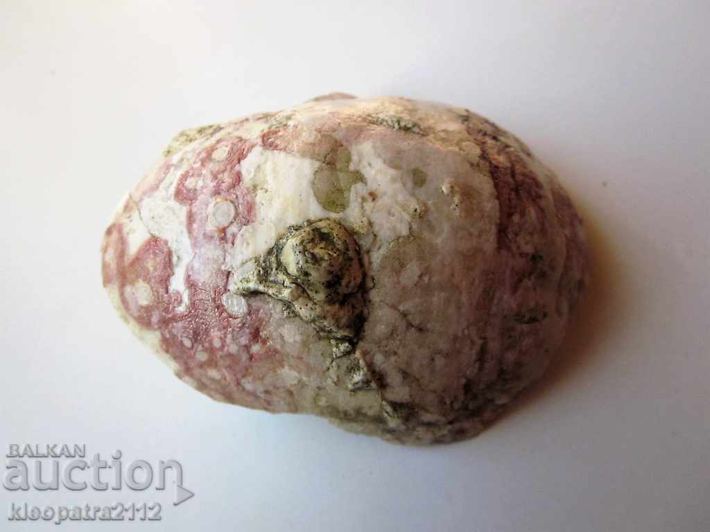 Доставка на ГОЛЯМ ФОСИЛ - МНОГО РЯДЪК И КРАСИВ. Доставка на ГОЛЯМ ФОСИЛ - МНОГО РЯДЪК И КРАСИВ.