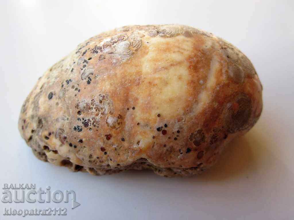 ФОСИЛ - МНОГО РЯДЪК И КРАСИВ. с цена 10.00 лв. | € 5.11 ФОСИЛ - МНОГО РЯДЪК И КРАСИВ. с цена 10.00 лв. | € 5.11