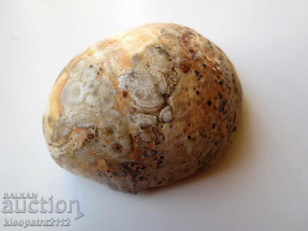 Аукцион ФОСИЛ - МНОГО РЯДЪК И КРАСИВ. Аукцион ФОСИЛ - МНОГО РЯДЪК И КРАСИВ.