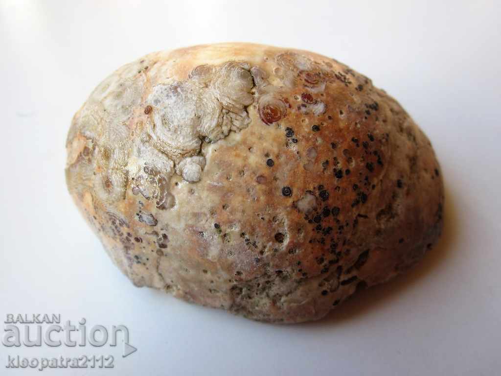 Доставка на ФОСИЛ - МНОГО РЯДЪК И КРАСИВ. Доставка на ФОСИЛ - МНОГО РЯДЪК И КРАСИВ.