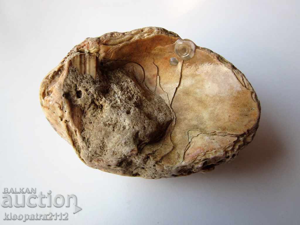 ФОСИЛ - МНОГО РЯДЪК И КРАСИВ. - 5 ФОСИЛ - МНОГО РЯДЪК И КРАСИВ. - 5