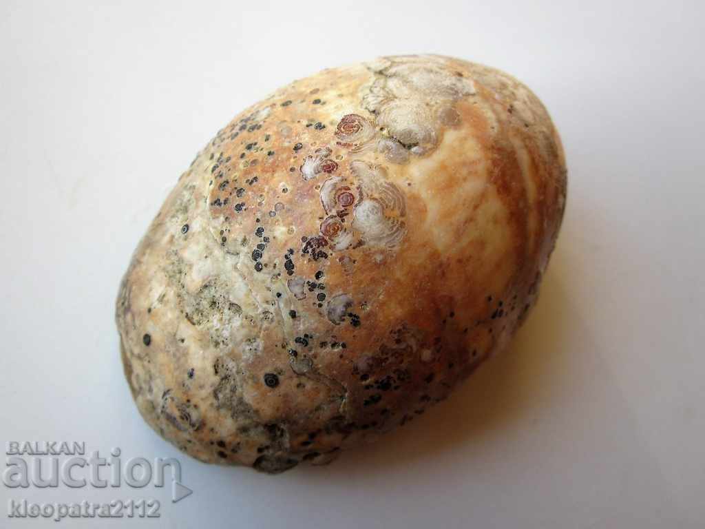 ФОСИЛ - МНОГО РЯДЪК И КРАСИВ. - 6 ФОСИЛ - МНОГО РЯДЪК И КРАСИВ. - 6