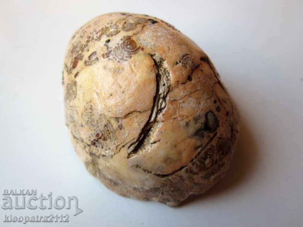 FOSSIL - ΠΟΛΥ ΣΠΟΥΔΕΣ ΚΑΙ ΟΜΟΡΦΟΙ. με τιμή 10.00 BGN | € 5.11