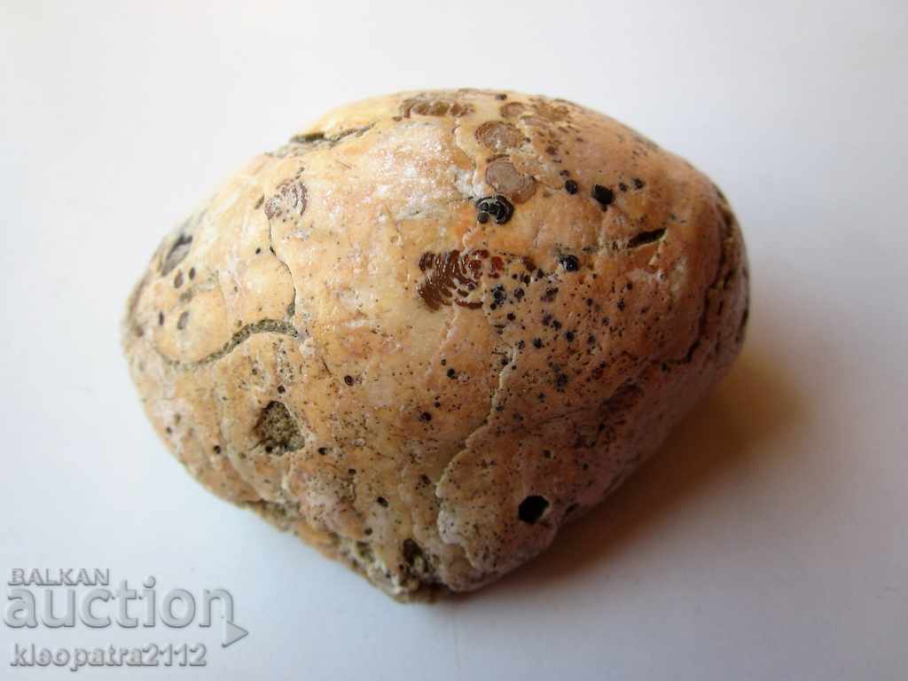 Δημοπρασία FOSSIL - ΠΟΛΥ ΣΠΟΥΔΕΣ ΚΑΙ ΟΜΟΡΦΟΙ.