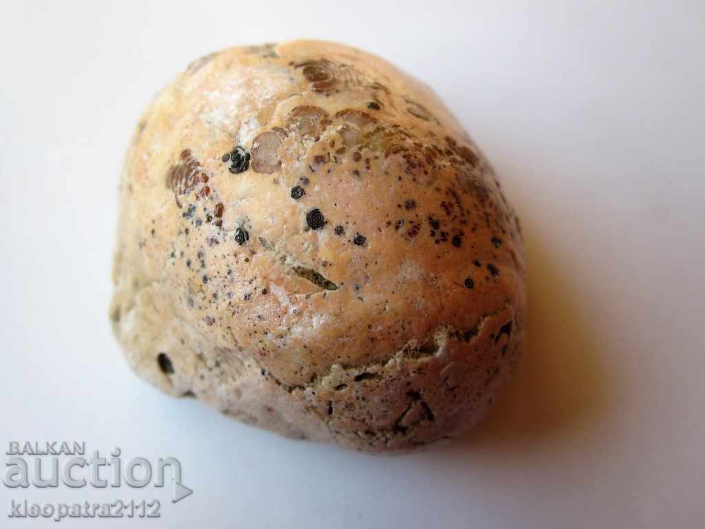 Παράδοση FOSSIL - ΠΟΛΥ ΣΠΟΥΔΕΣ ΚΑΙ ΟΜΟΡΦΟΙ.