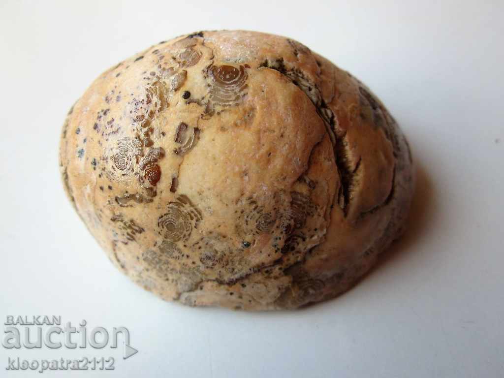 FOSSIL - ΠΟΛΥ ΣΠΟΥΔΕΣ ΚΑΙ ΟΜΟΡΦΟΙ. - 6