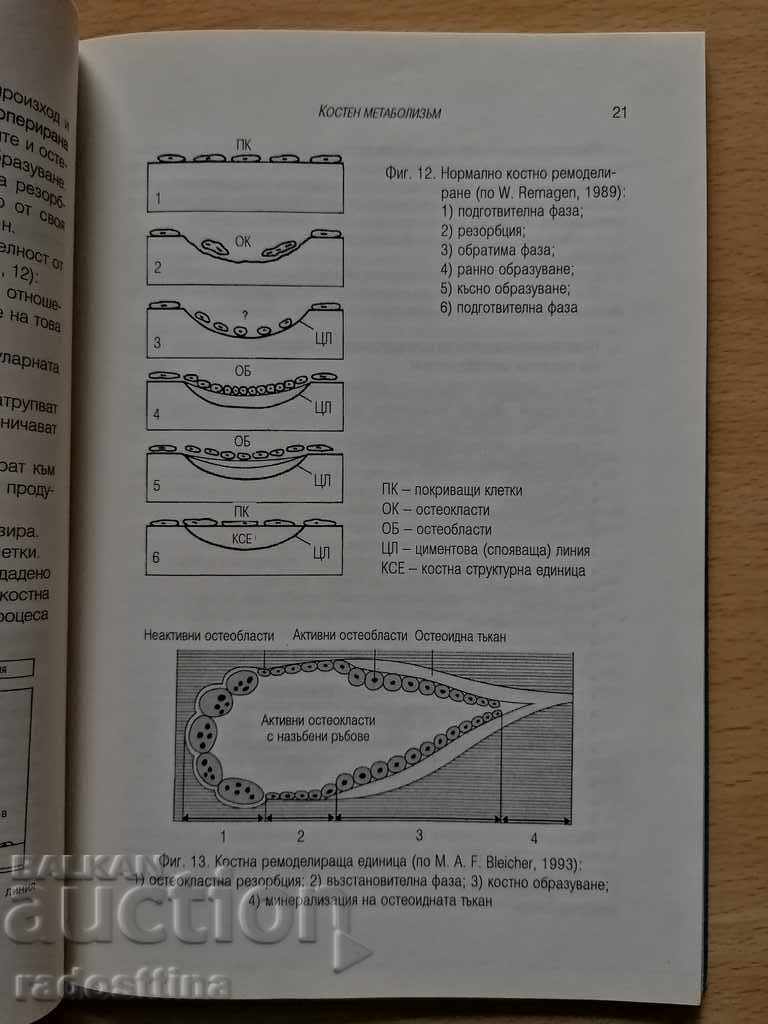 Auction Osteoporosis Jordan Sheitanov Auction Osteoporosis Jordan Sheitanov