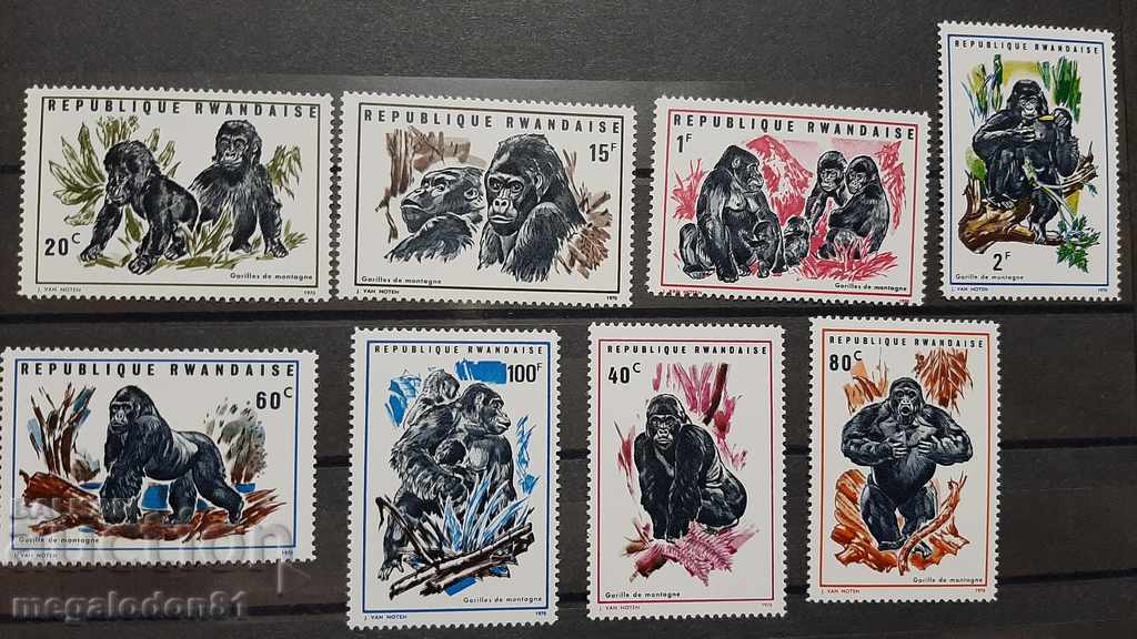 Rwanda - gorillas