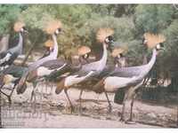 Birds card: Crowned cranes