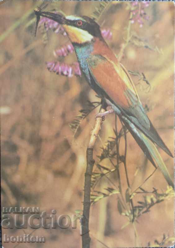 Bird Card - Common Bee-eater