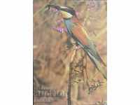 Bird Card - Κοινό bee-eater