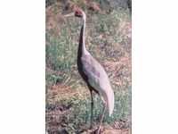 Birds card - Daurian Crane