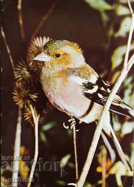 Bird Card - Plain Finch