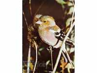 Card de păsări - Finch Plain
